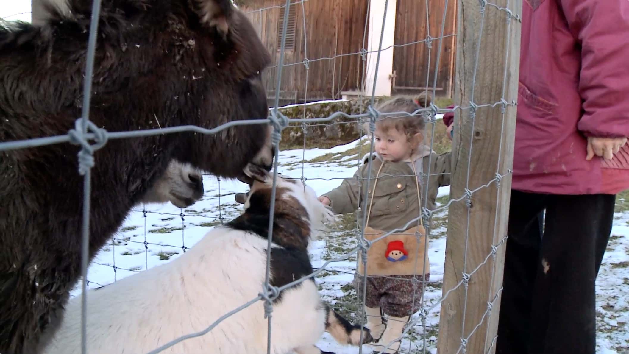 Vorschaubild für Film Animals